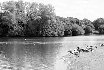 Image showing Greylag and Canada geese by a lake in the summer