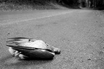 Image showing Road kill in a country lane