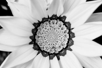 Image showing Closeup of bright yellow gazania flower