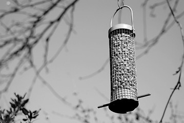 Image showing Bird feeder full of peanuts hanging in a tree