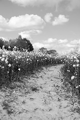 Image showing Path leads through a field of oilseed rape