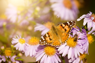 Image showing butterfly Vanessa cardui