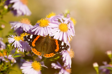 Image showing butterfly Vanessa atalanta
