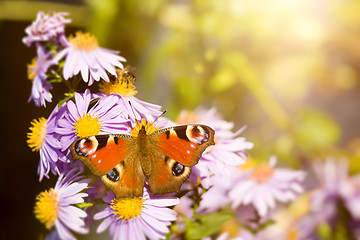 Image showing butterfly Aglais io