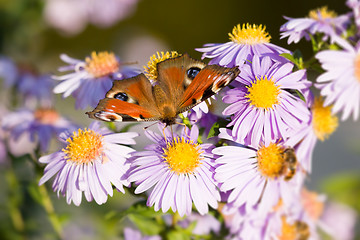 Image showing butterfly Aglais io