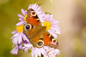 Image showing butterfly Aglais io