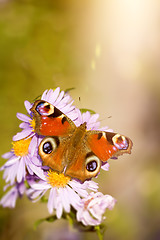 Image showing butterfly Aglais io