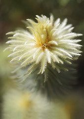 Image showing Flowering Phylica pubescens 