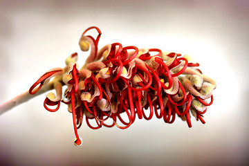 Image showing Grevillea flower