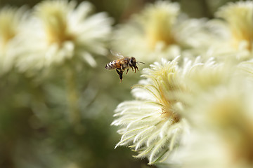 Image showing Bee and Phylica pubescens featherhead