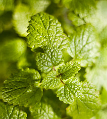 Image showing Lemon balm (Melissa officinalis)