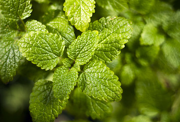 Image showing Lemon balm (Melissa officinalis)