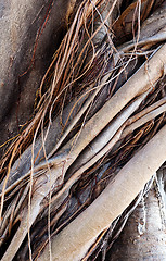 Image showing Trunk and roots of old ficus (background)