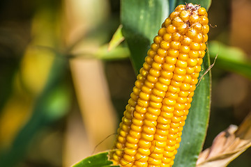 Image showing ripe corn cob