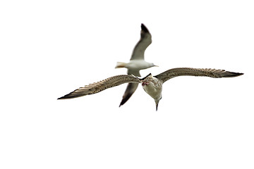 Image showing Gull during flight