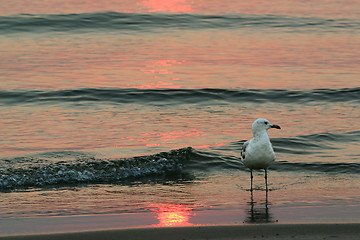 Image showing seagull at sunset