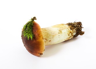 Image showing Boletus edulis