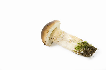 Image showing Boletus edulis