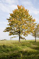 Image showing Autumn tree