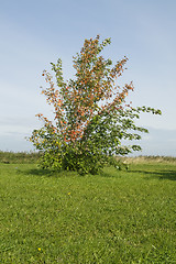 Image showing Autumn bush