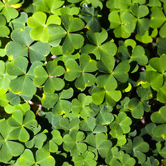 Image showing Wood sorrel or common wood sorrel