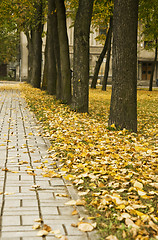 Image showing Autumn colors