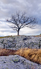 Image showing Solitary tree