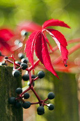 Image showing Red autumn leaf