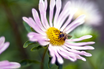 Image showing Flower and honeybee