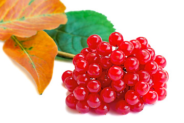 Image showing Clusters of berries of a guelder-rose and autumn leaves on a whi