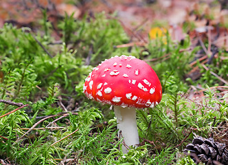 Image showing Mushroom mushroom in a forest glade.