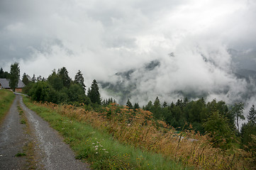 Image showing Alpine forest nature