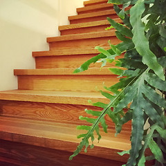 Image showing Wooden staircase and green plant