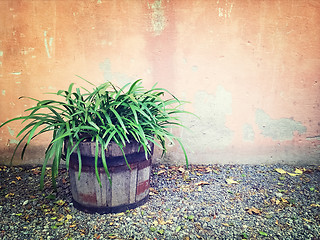 Image showing Green plant in wooden pot near an old wall