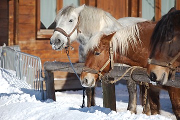 Image showing Horse on a farm