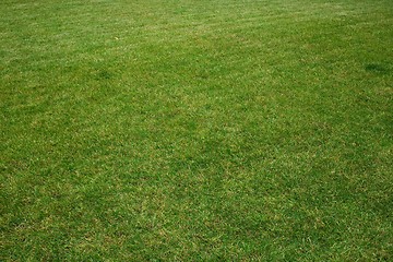 Image showing Green Grass