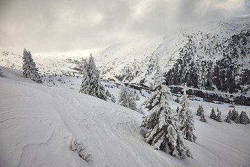 Image showing Winter forest