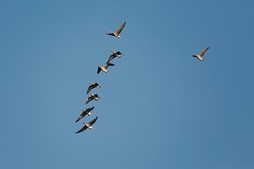 Image showing Geese Flying