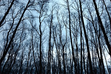 Image showing Bare trees