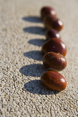 Image showing Chestnuts and shadows.....