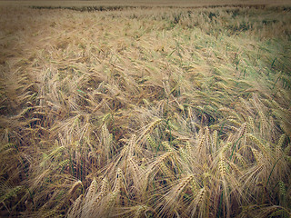 Image showing Retro look Barleycorn field