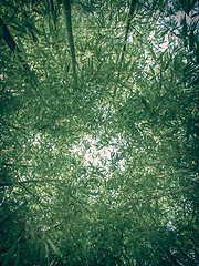 Image showing Retro look Bamboo plants