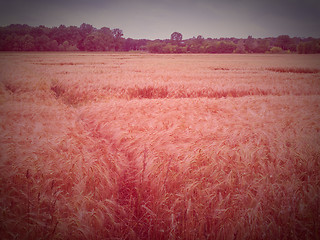 Image showing Retro look Barleycorn field