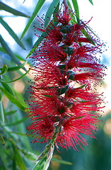 Image showing Blossoming tree