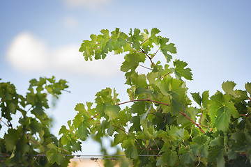 Image showing Grapevines near Montemassi