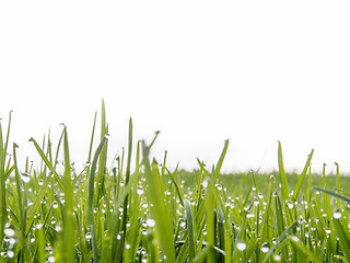 Image showing closeup meadow