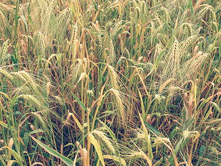 Image showing Retro look Barleycorn field