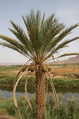 Image showing Date Palm - Phoenix dactylifera