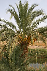 Image showing Date Palm - Phoenix dactylifera