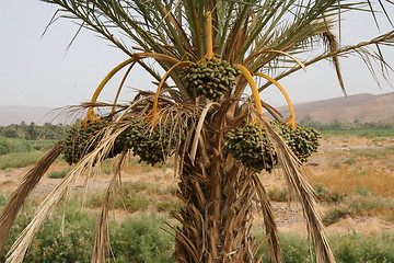 Image showing Date clusters hanging down from the crown